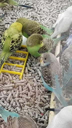 Pet Supply Store «Petco Animal Supplies», reviews and photos, 1220 Commons Cir, Plover, WI 54467, USA