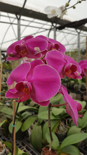 Florist «Dr Delphinium Flower & Orchid House», reviews and photos, 513 W Campbell Rd, Richardson, TX 75080, USA