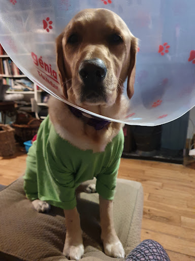 The Village Veterinary Clinic