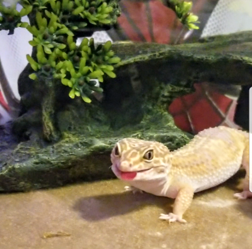 Pet Supply Store «PetSmart», reviews and photos, 11331 Causeway Blvd, Brandon, FL 33511, USA