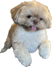 Pet Food Express - Photo 9 - Car repair in Mountain View, CA, Fremont