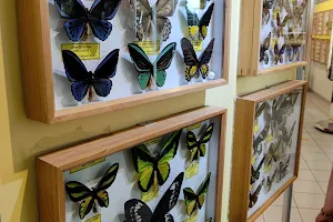 Insect Museum and Butterfly Farm Steinhude image