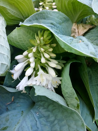 Museum «Deepwood Museum & Gardens», reviews and photos, 1116 Mission St SE, Salem, OR 97302, USA