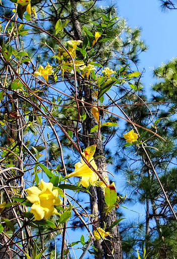 Nature Preserve «Conner Preserve», reviews and photos, 22500 FL-52, Land O Lakes, FL 34637, USA