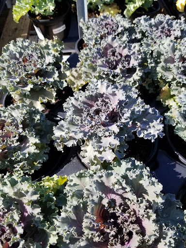 Plant Nursery «Guerin Nursery and Boutique», reviews and photos, 1418 Fall Creek Hwy, Granbury, TX 76049, USA