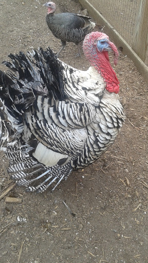 Farm «Tanglewood Farm Miniatures», reviews and photos, 171 Tanglewood Dr, Canton, GA 30115, USA