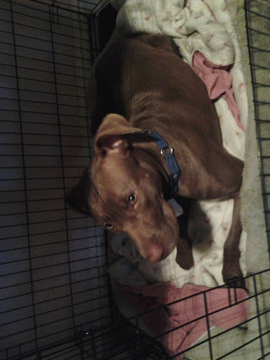 Pet Groomer «Edgewood Pet Center», reviews and photos, 3236 State Rd, Ashtabula, OH 44004, USA