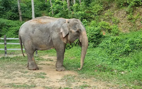 Real Kathu Elephant Sanctuary image
