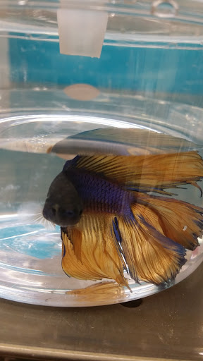 Pet Supply Store «Petco Animal Supplies», reviews and photos, 717 SE Geary St #101, Albany, OR 97321, USA