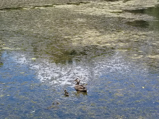 Nature Preserve «Wildwood Nature Center», reviews and photos, 529 Forestview Ave, Park Ridge, IL 60068, USA
