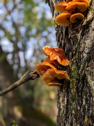 Nature Preserve «Camp Pine Woods», reviews and photos, Central Rd, Glenview, IL 60025, USA