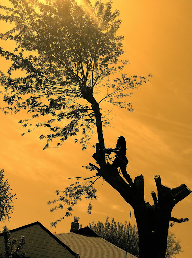 General Contractor «Dirt Cheap LLC», reviews and photos, 3334 N Arlington Ave, Indianapolis, IN 46218, USA