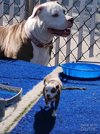 Dog's Rule - Photo 7 - Car repair in Gainesville, FL, Gainesville