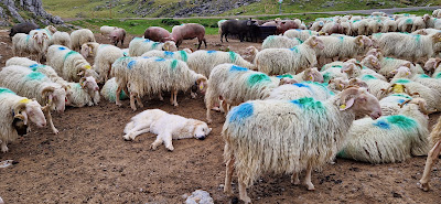 Fromagerie-Cabane d'Arlas- Ferme Récébire à Arette