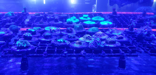 Tropical Fish Store «Ultimate Reefs & Aquariums», reviews and photos, 6020 S Memorial Dr, Tulsa, OK 74145, USA