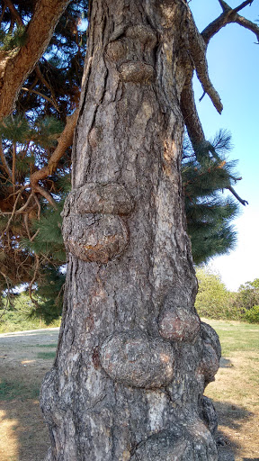 Park «Mack Park», reviews and photos, 31 Grove St, Salem, MA 01970, USA