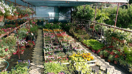 Emin Botanik Dekoratif Bahçe Ürünleri