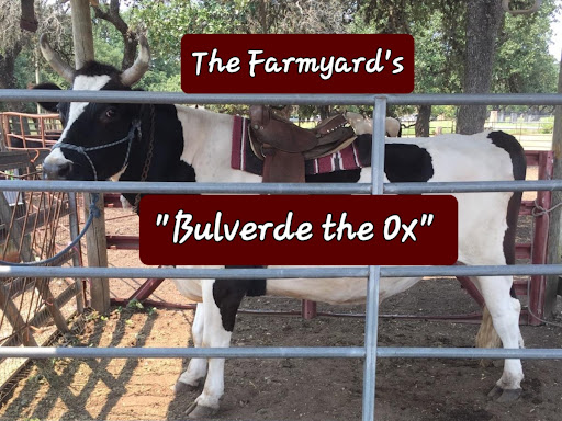 Pony Ride Service «The Farmyard», reviews and photos, 30250 Leroy Scheel Rd, Bulverde, TX 78163, USA