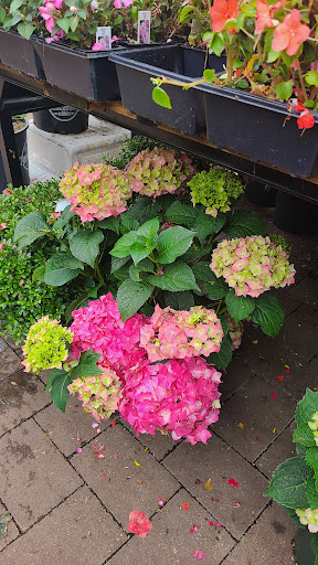 Florist «Metropolitan Plant and Flower Exchange», reviews and photos, 471 NJ-10, West Orange, NJ 07052, USA