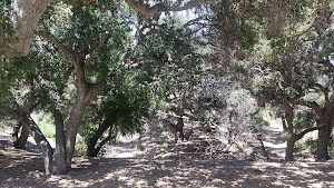 Chumash Indian Museum - photo 76