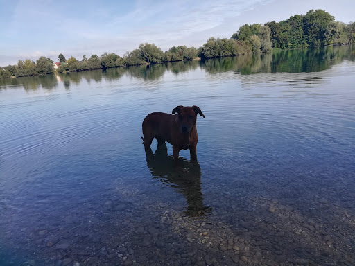Dr. Aurora Schurogailo vet unter Kaufering, Bayern