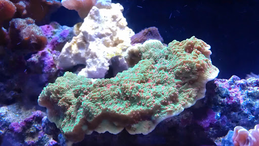 Pet Store «Mandarin SeaLife», reviews and photos, 9633 Old St Augustine Rd #2, Jacksonville, FL 32257, USA