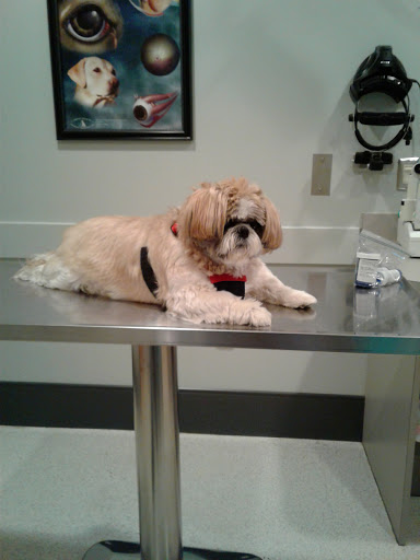 Veterinary Eye Care image