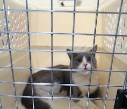 Kennedy Veterinary Clinic photo