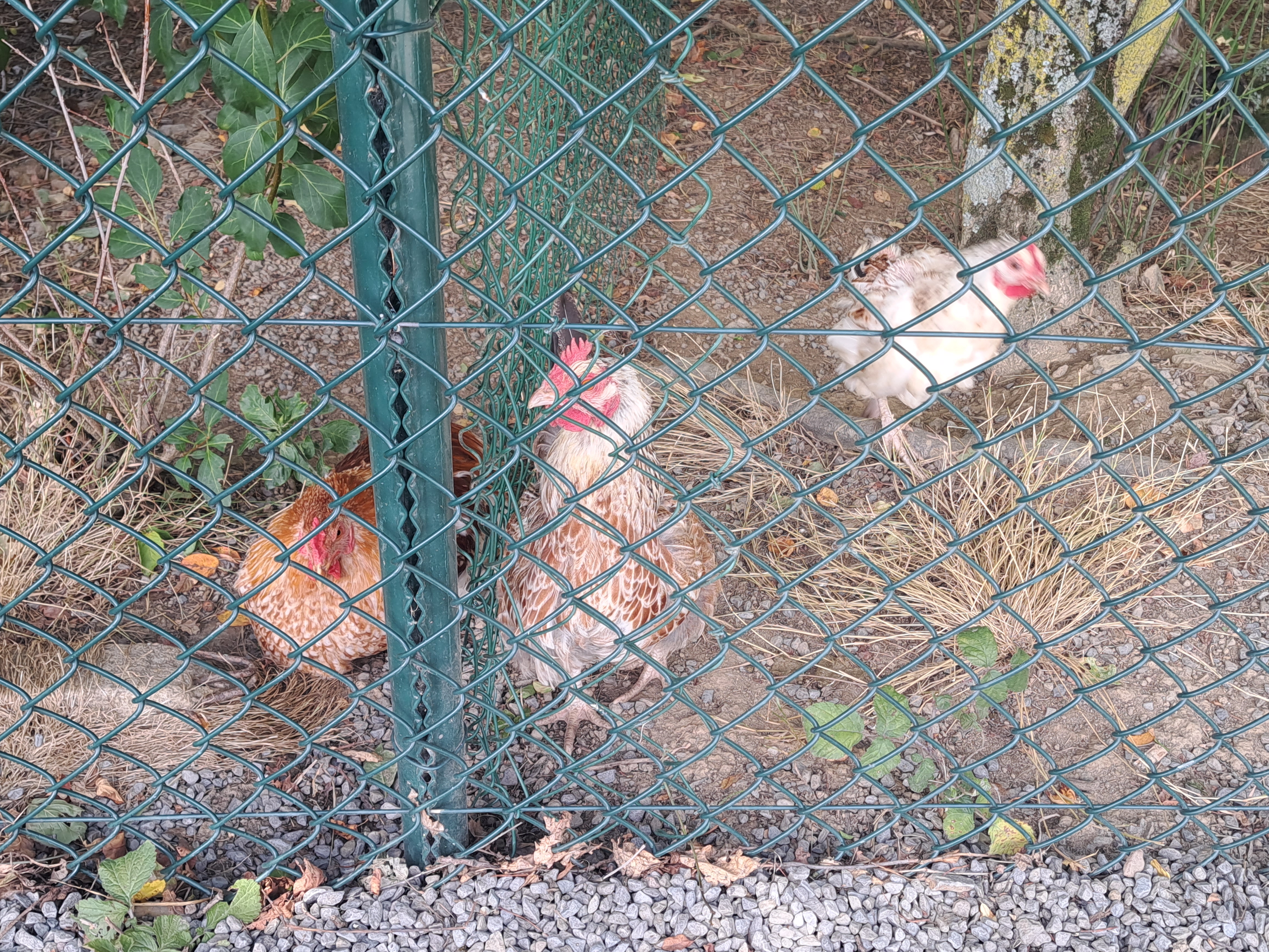 Photo n° 5 de l'avis de Pwenga. fait le 16/07/2023 à 22:35