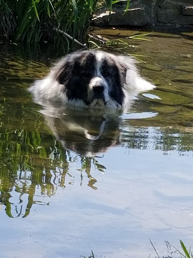 Park «Rose Hill Manor Park», reviews and photos, 1611 N Market St, Frederick, MD 21701, USA