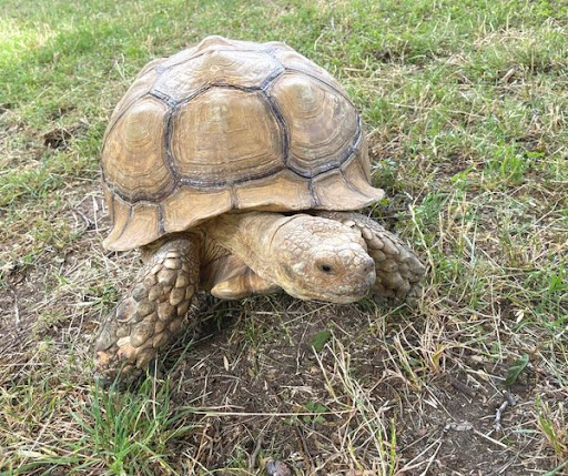 Zoo «Fritz Park Petting Farm», reviews and photos, 312 E Vilbig St, Irving, TX 75060, USA