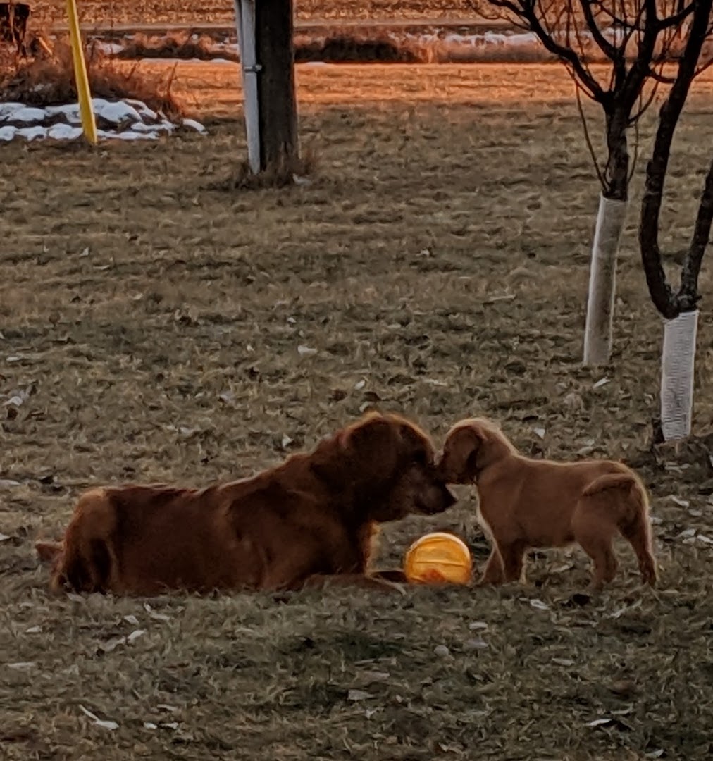 Floden Farm Golden Retrievers - Puppies and Stud Services