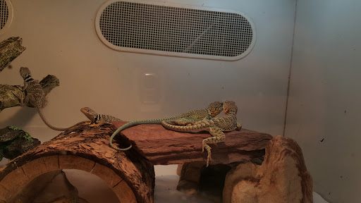 Pet Store «Zoo Creatures Pet Store», reviews and photos, 149 Plaistow Rd, Plaistow, NH 03865, USA