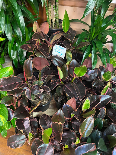 Florist «Plant Safari», reviews and photos, 653 N Central Ave, Upland, CA 91786, USA