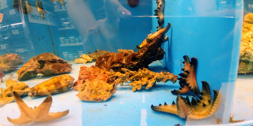 Aquarium Shop «Aquarium Arts», reviews and photos, 1810 W Baseline Rd #1, Mesa, AZ 85202, USA