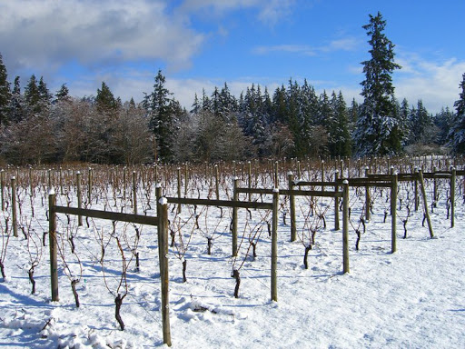 Winery «Comforts of Whidbey», reviews and photos, 5219 View Rd, Langley, WA 98260, USA