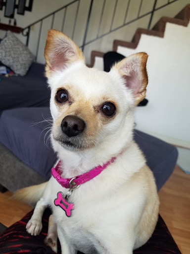 Pet Supply Store «Petco Animal Supplies», reviews and photos, 31090 Dyer St, Union City, CA 94587, USA