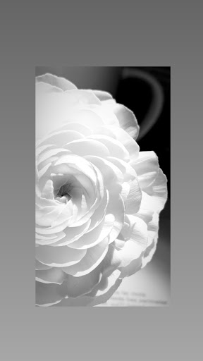 Florist «Garden Delights Fine Florist», reviews and photos, 2179 Hillsboro Rd, Franklin, TN 37069, USA