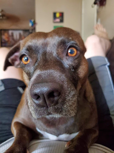 Pet Supply Store «Petco Animal Supplies», reviews and photos, 5260 W Baseline Rd, Laveen Village, AZ 85339, USA