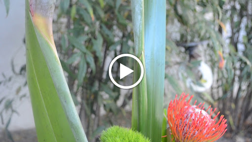 Florist «Fleur De Lis Florist», reviews and photos, 811 Castro St, Mountain View, CA 94041, USA