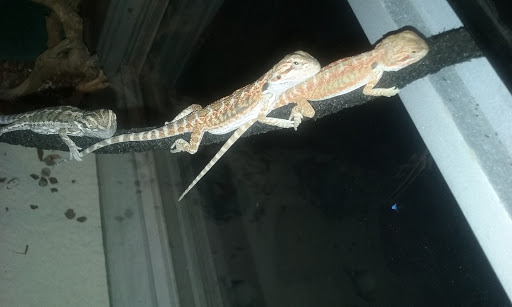 Pet Supply Store «Pet Supplies Plus», reviews and photos, 175 Memorial Ave, West Springfield, MA 01089, USA