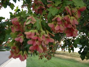 Dawson Park - photo 64