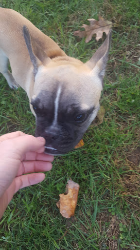 Park «Teegarden Park», reviews and photos, 440 Old State Rd, Berwyn, PA 19312, USA