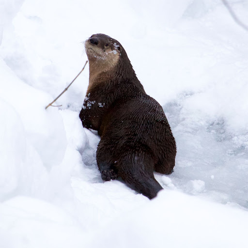 Zoo «Trevor Zoo at Millbrook School», reviews and photos, 282 Millbrook School Rd, Millbrook, NY 12545, USA