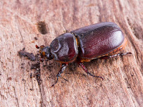 Defender Termite & Pest Management - Photo 9 - Car repair in , Sacramento