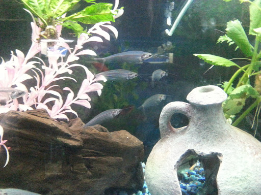 Pet Supply Store «Pet Station Jackson», reviews and photos, 1617 E Michigan Ave, Jackson, MI 49202, USA