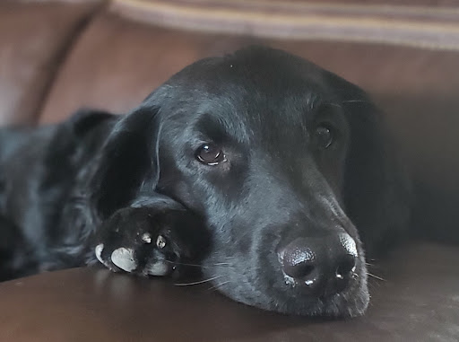 Cedar Ridge Animal Hospital image