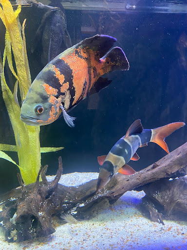 Tropical Fish Store «Optimum Aquarium», reviews and photos, 840 Ernest W Barrett Pkwy NW #700, Kennesaw, GA 30144, USA