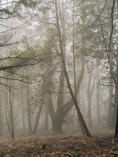 Soquel Demonstration State Forest image