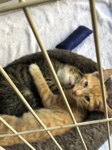 Pet Store «Bushy Tails», reviews and photos, 1087 Flushing Ave, Brooklyn, NY 11237, USA